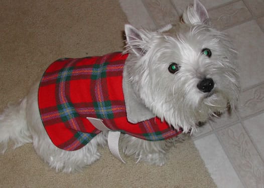 Dog with a plaid shirt